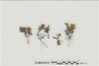 藏品(擬平苔屬)的圖片